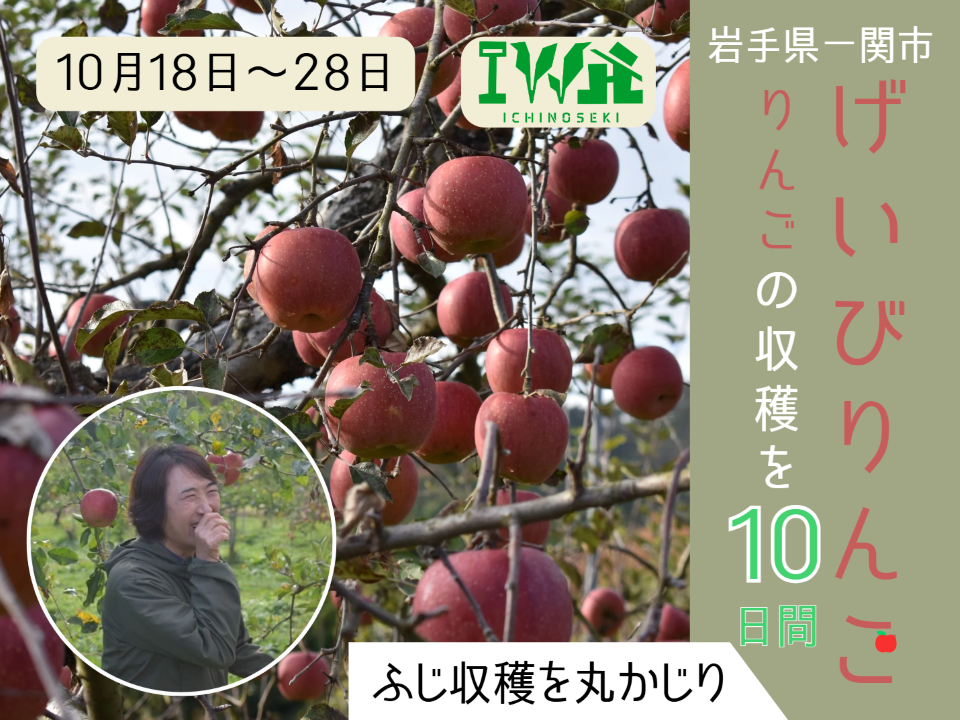 11月18日~28日】岩手県一関市 げいびりんごでリンゴを収穫する10